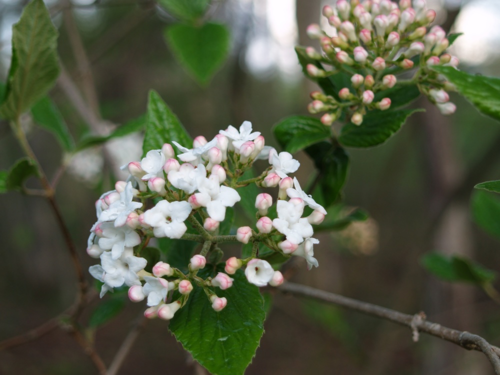 Burkwood viburnum in mid April