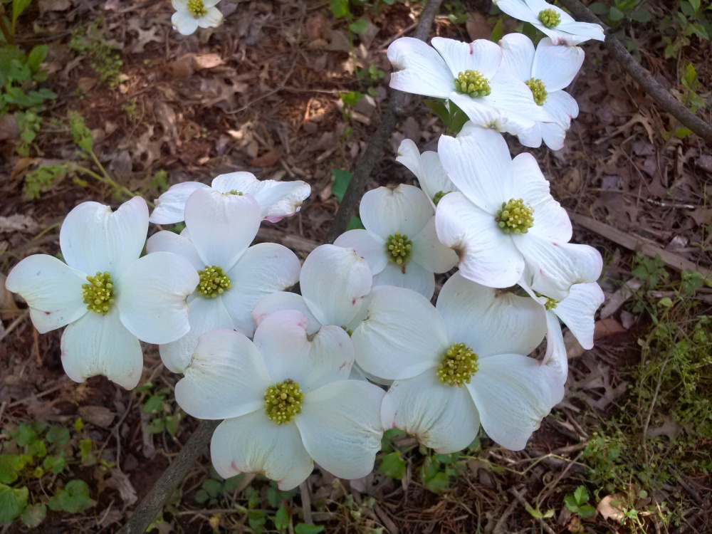 Dogwood flowering in late April
