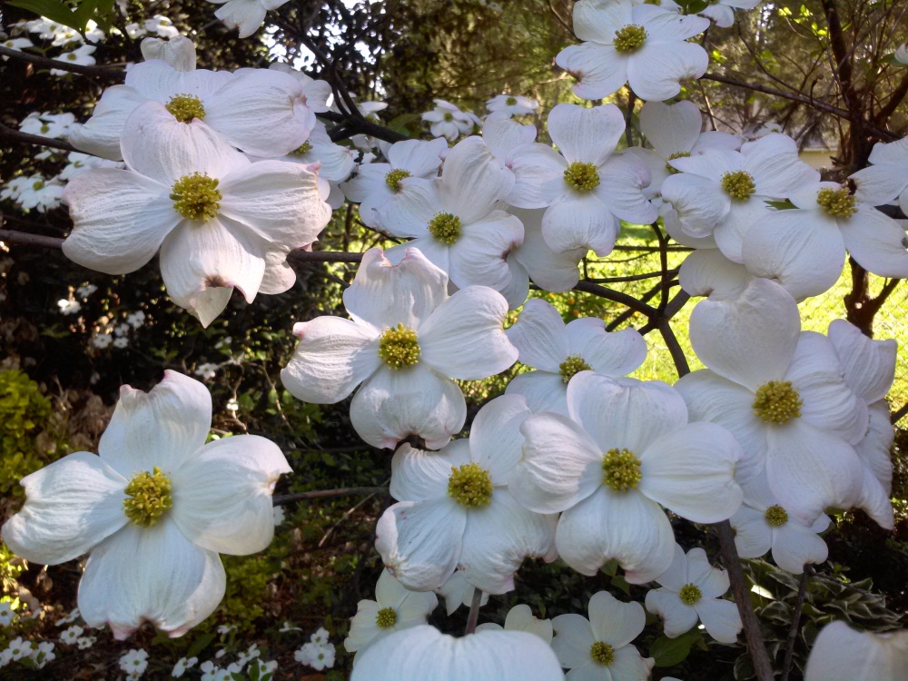 Dogwood in early May