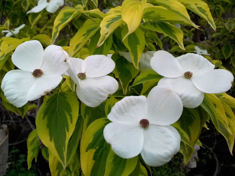 Celestial Shadow dogwood has variegated green and yellow foliage. 