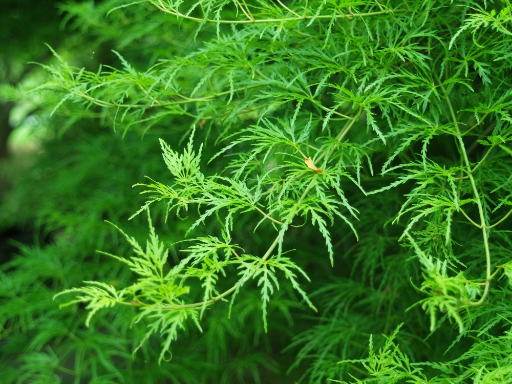 'Seriyu' maple has finely dissected green foliage. The tree grows to nearly twenty feet wide, and I can attest that it will grow even wider.