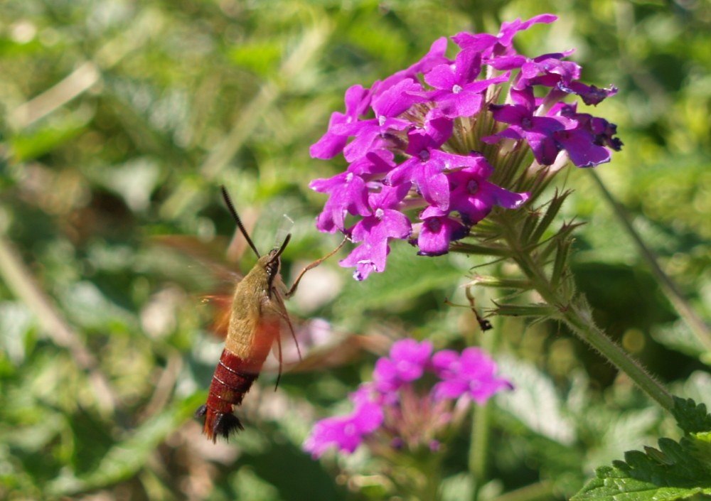 A hummingbird moth visits Homestead Purple verbena