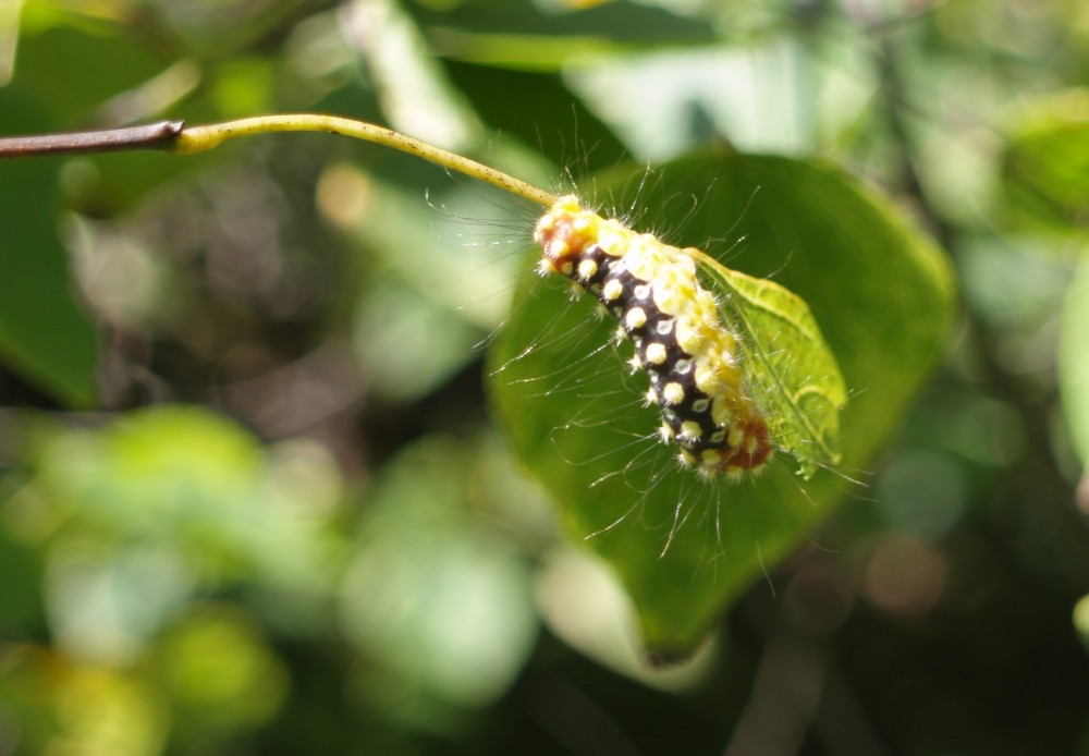 Stinging caterpillars of White Flannel moth on Silver Cloud redbud