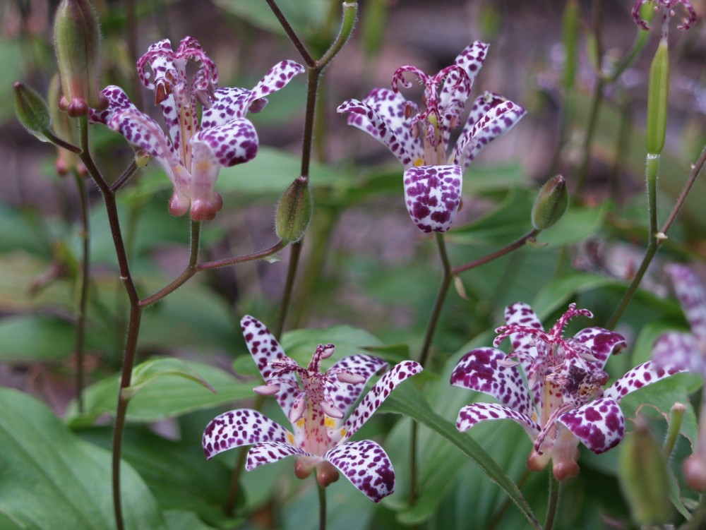 Toad lily in early September