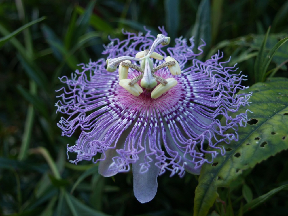 Purple passionflower in late September