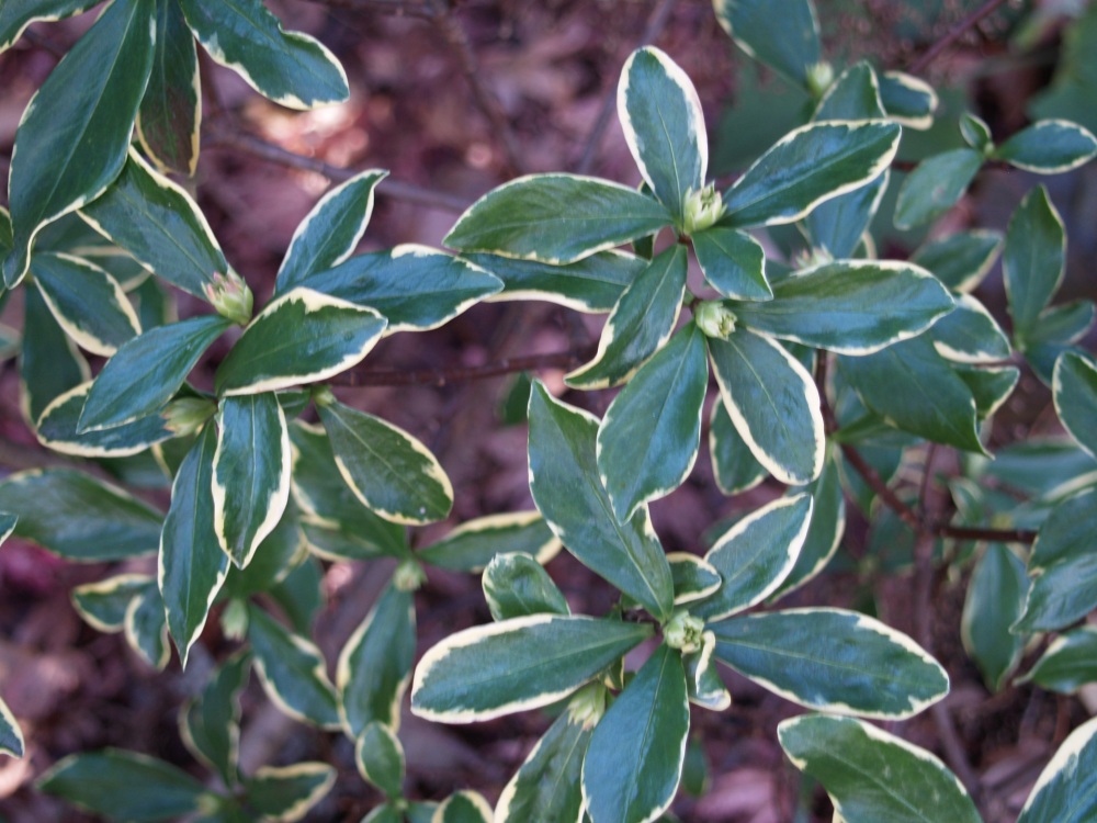 Variegated winter daphne in early December