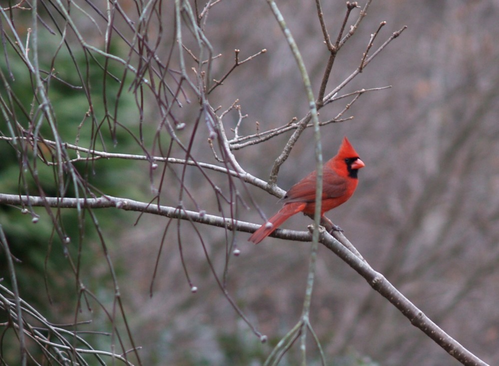 A cardinal perches on a branch of a weeping dogwood