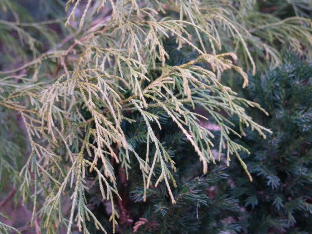 Gold threadbranch cypress