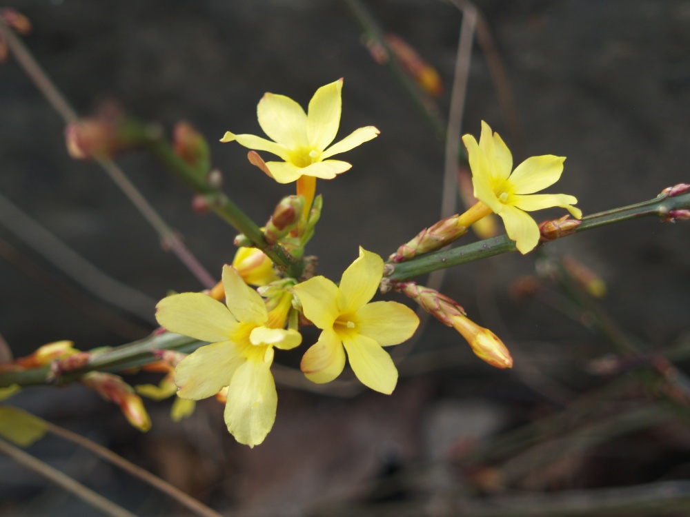 Winter jasmine flowering in late March