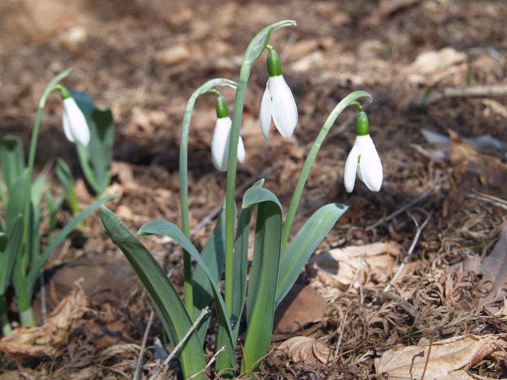 Snowdrops in mid March