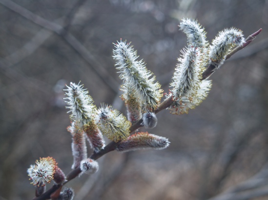 Pussywillow flowering in late March