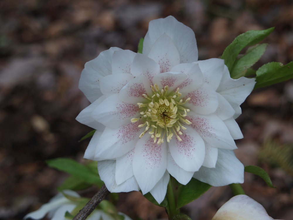 One of the many hellebores flowering in late March 
