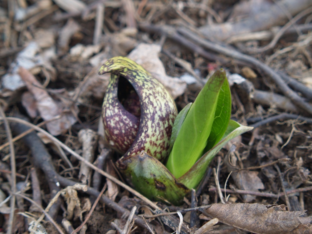 The flower of skunk cabbage in late March