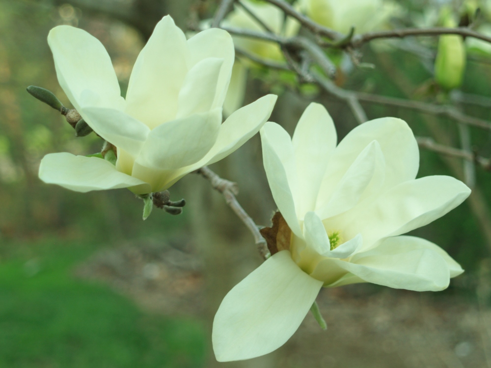 Elizabeth is a tall growing hybrid with the native Cucumber magnolia. Though its flowers are a pale yellow, the tree is splendid in bloom.