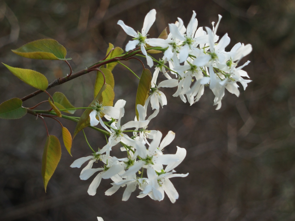 Serviceberry blooms along the wood's edge in my garden.