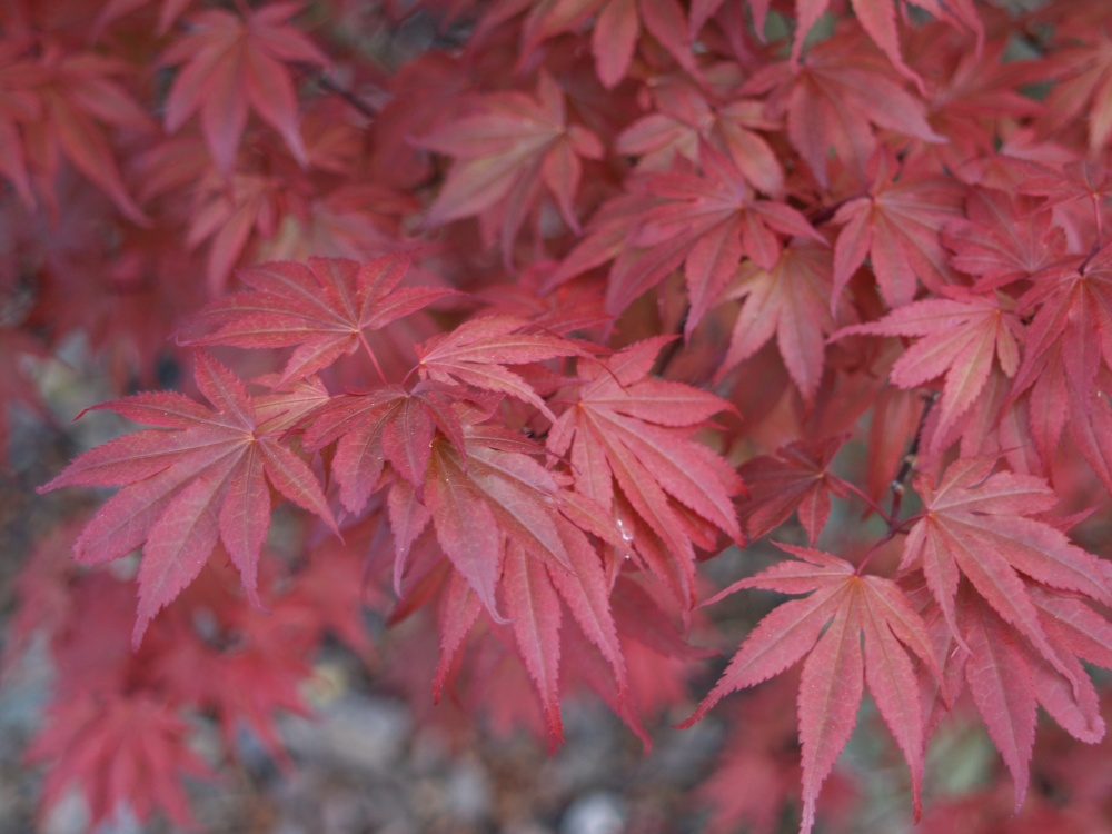 Skeeter's Broom is a witches broom of Bloodgood maple. It retains  its red color through the summer better than many other maples.
