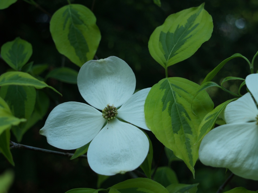 The hybrid Celestial Shadow dogwood has fewer flowers this spring, for whatever reason. I will not be concerned for another year. 