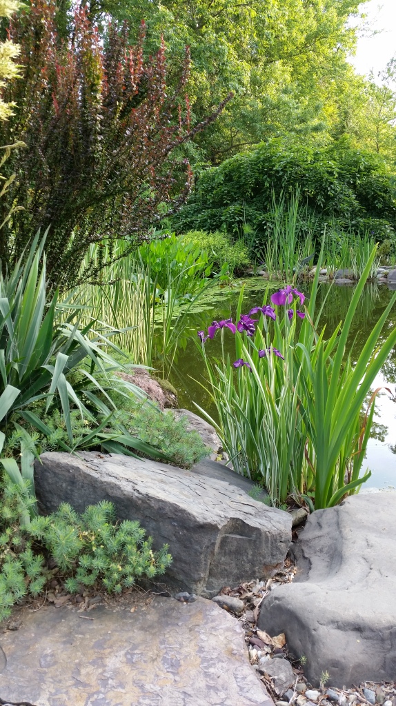 The variegated iris grows in shallow water at the pond's edge. This clump has been invaded by yellow flag iris (the green foliage).