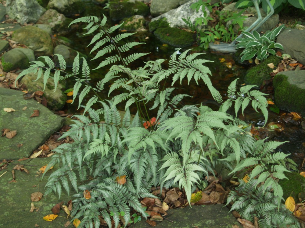 Japanese Painted ferns grow vigorously in shade once established. Again, they prefer moister shade, but several have seeded into drier areas.
