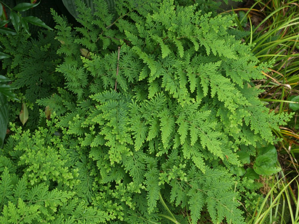 Arborvitae fern is not a fern, but a club moss. I've had trouble with smaller club mosses, but Arborvitae fern grows vigorously in medium dry shade without supplemental irrigation. 