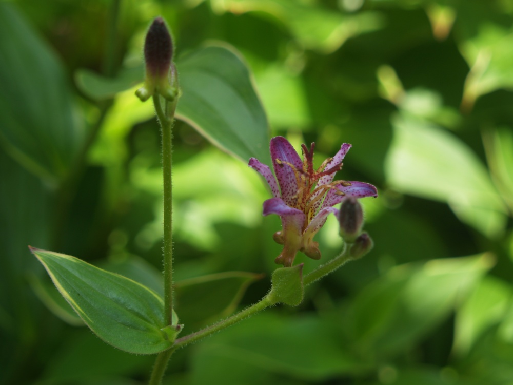 Gilt Edge toad lily