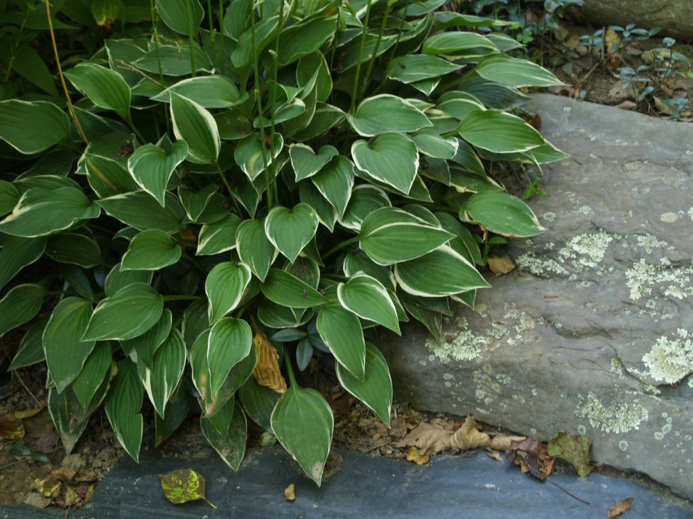 Hostas are a bit late to get started in the spring, but a few weeks after they begin to grow weeds are shaded.