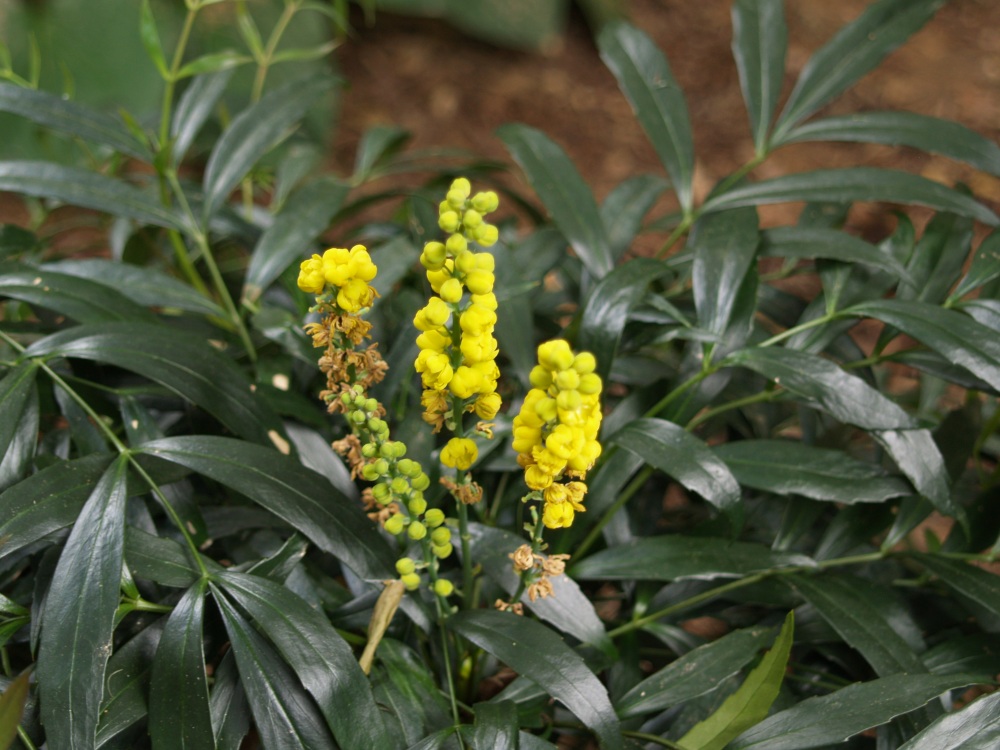 Flowers of Narihira mahonia will tolerate frost and a mild freeze. Late autumn flowering hybrids such as Winter Sun will continue flowering through freezing temperatures into early January.