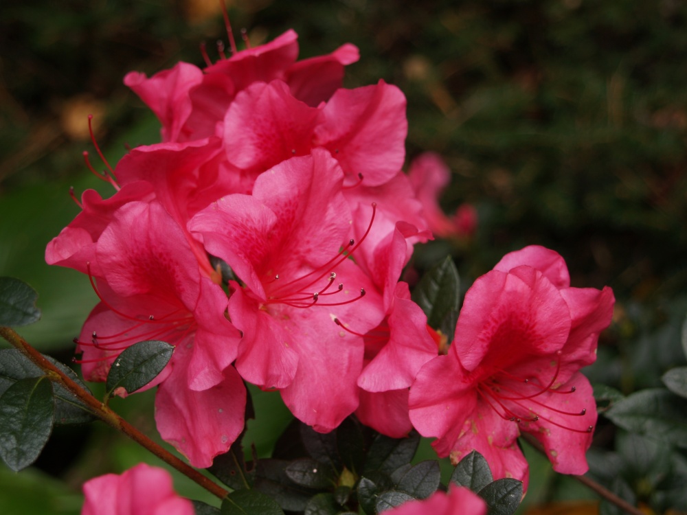 Autumn flowering Encore azaleas are hardly bothered by frost and temperatures within a few degrees of freezing.