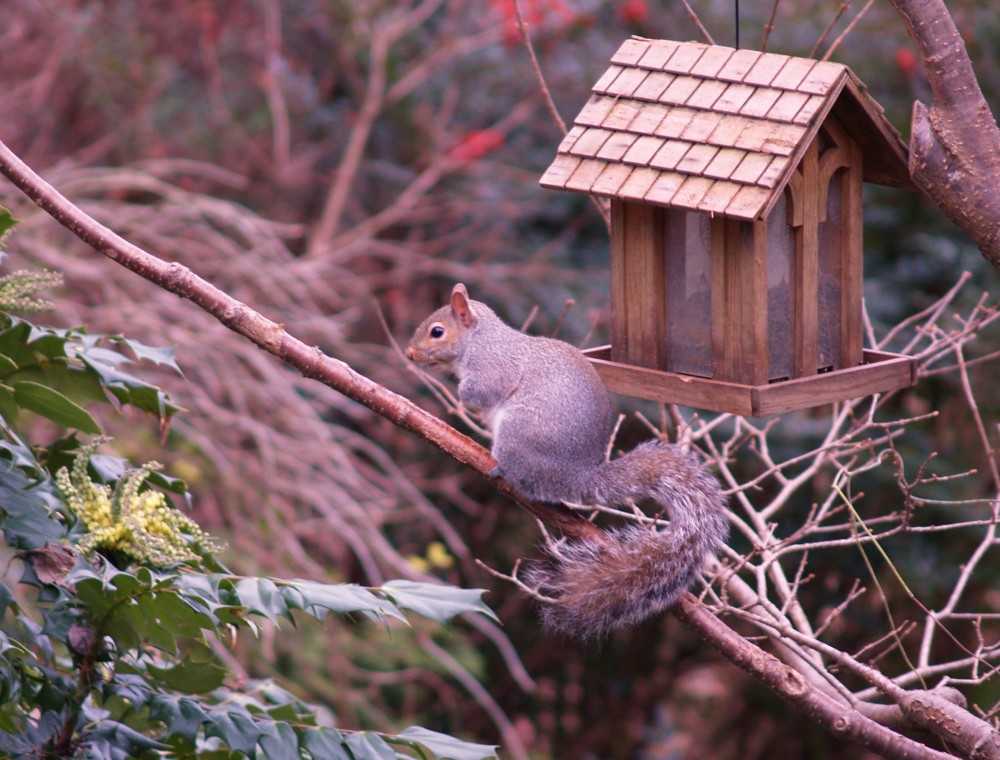 The birdfeeder is perhaps the most accessible feeder made, so I can hardly complain that squirrels visit frequently.