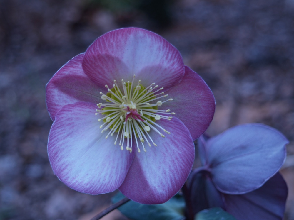 Flowers of Penny's Pink hellebore stand on tall stems.