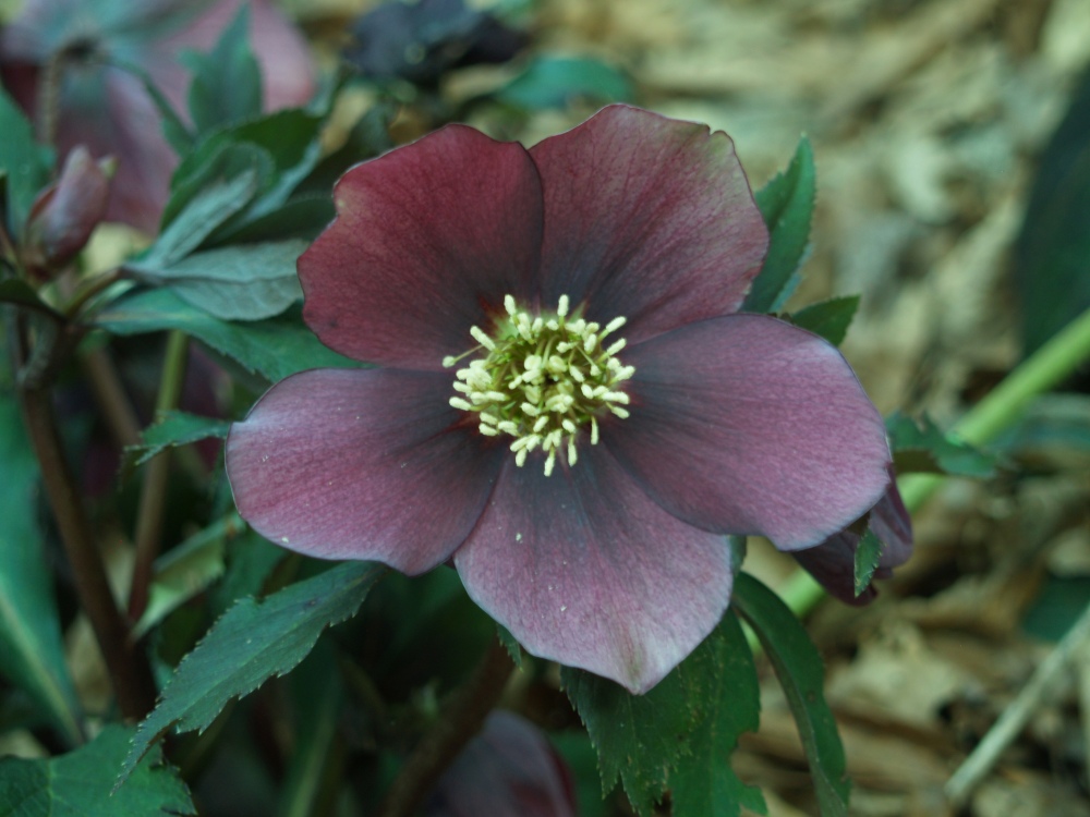 One of the oldest hellebore seedlings in the garden, and one that is close in color to named selections. Not unusual, but a keeper.
