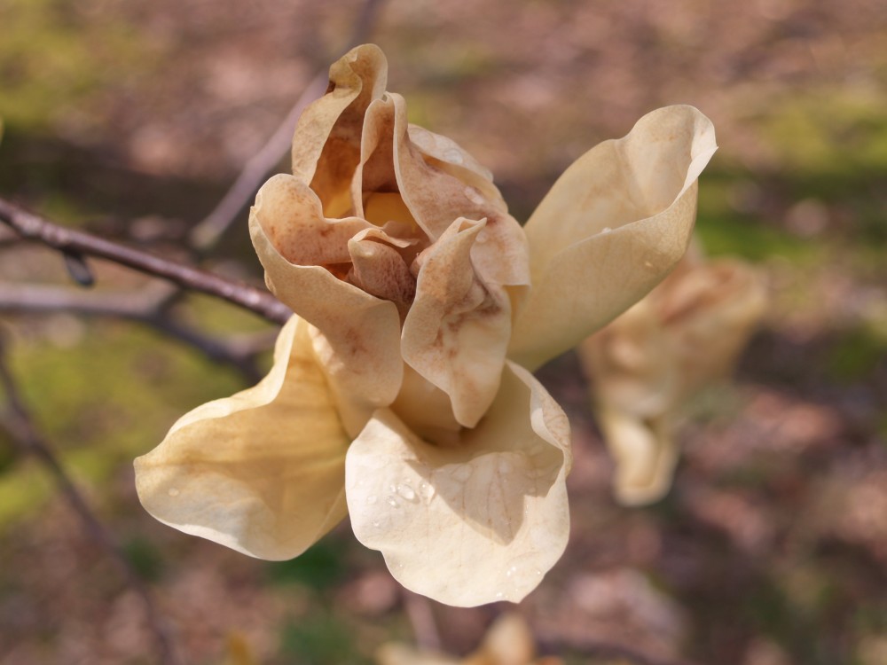 Frost damaged flowers of Elizabeth magnolia remain fragrant.