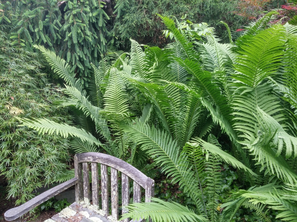 A few Ostrich ferns have spread to fill this two hundred square foot area, though they are easily controlled when they spread too far. 