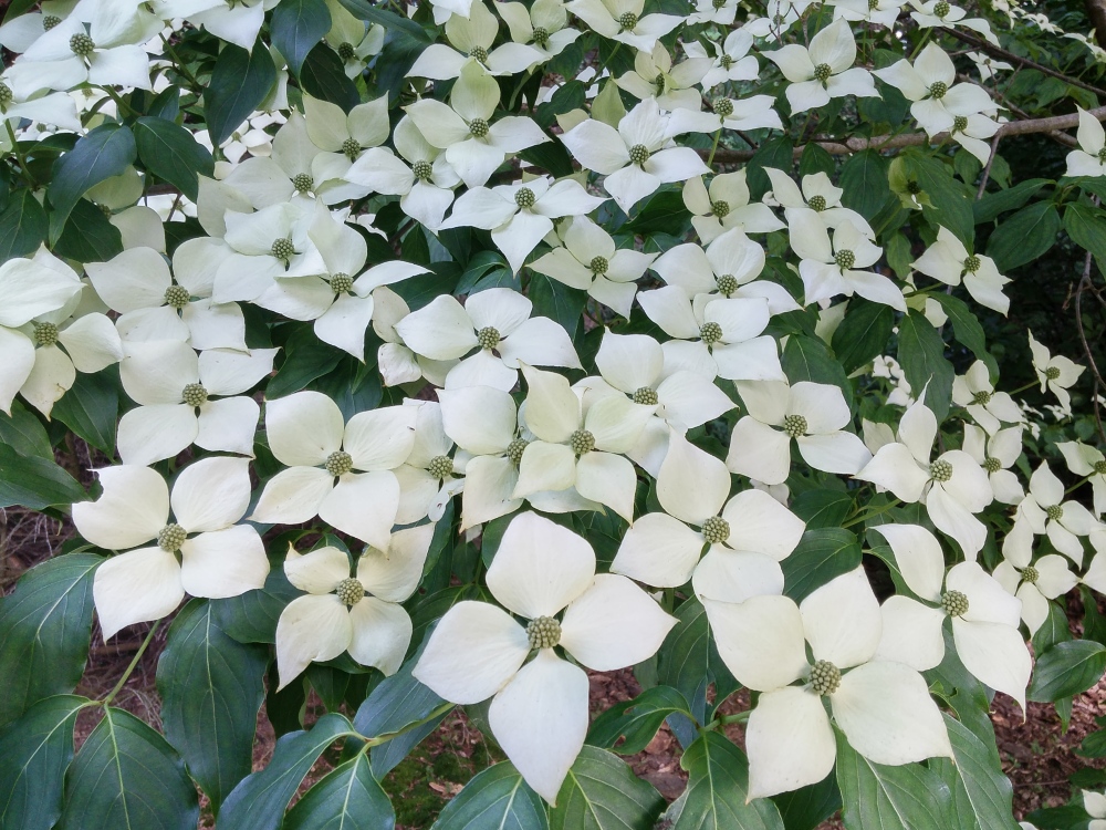 In part sun, flowering is much heavier on this Kousa dogwood
