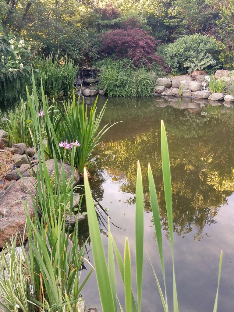 Plantings along the edges of the large koi pond have filled in nicely in recent years. Oakleaf hydrangeas that border the pond must be pruned so that Japanese irises are not crowded out.