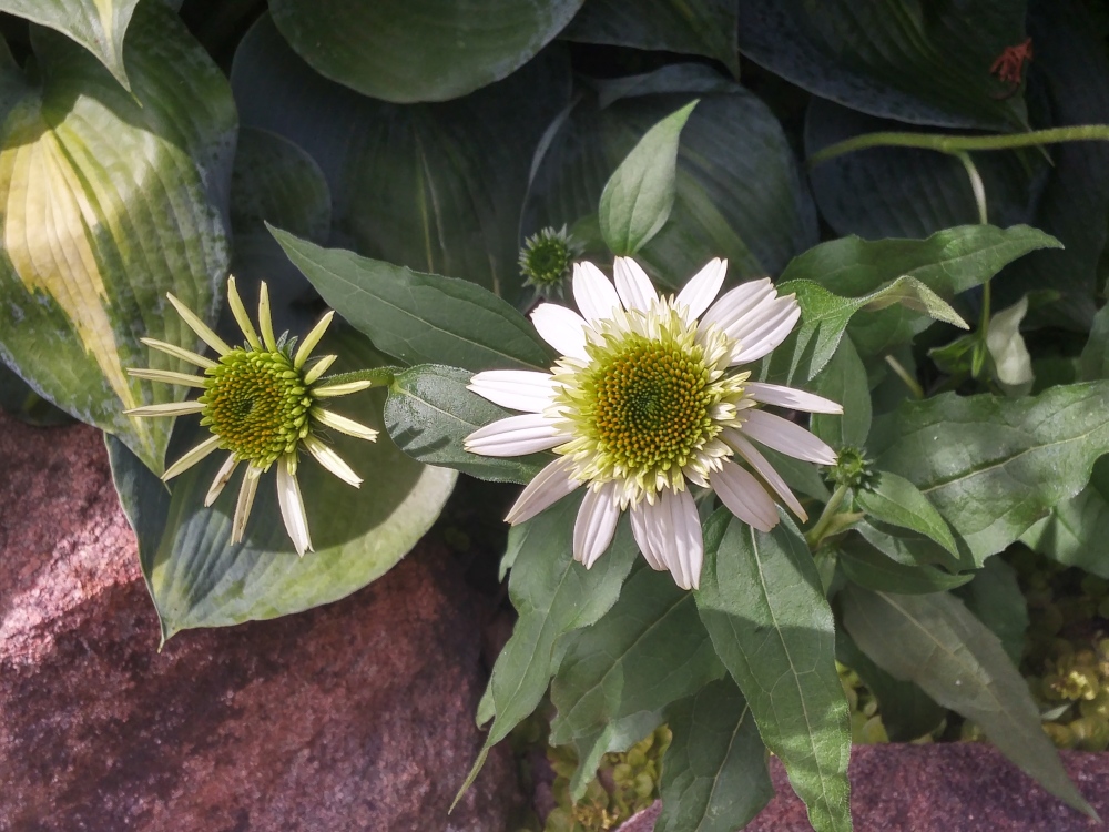 While other coneflowers faded with less than ideal sunlight, Coconut Lime returns dependably despite being shade by a low branched evergreen. 