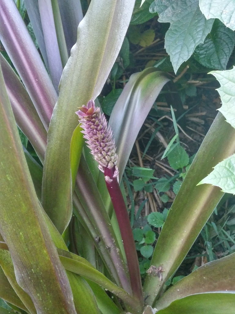 The flower spike of pineapple lily is just beginning. In a few weeks it should be flowering just as I return.