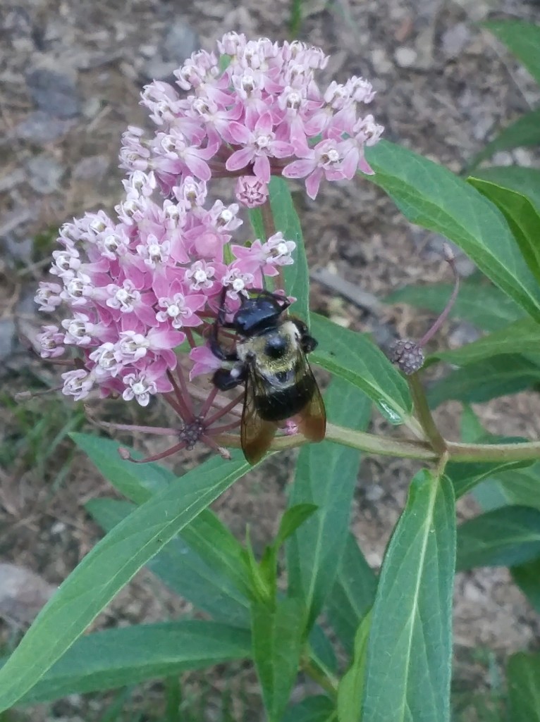 Bumblebee on Swamp mikweed