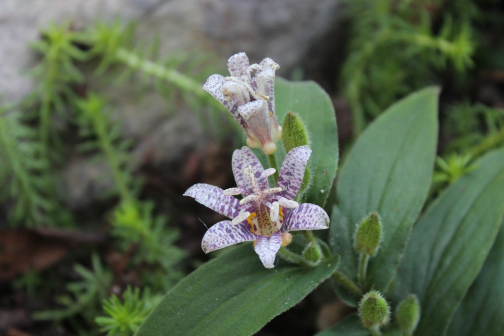 Seedlings of Miyazaki toad lily are identical (or nearly so) on second year plants.