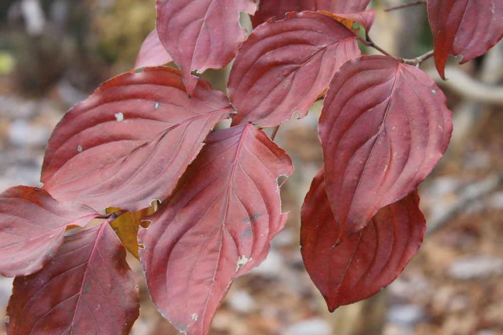 Leaves of Satomi dogwood color late in the season and persist after the native dogwoods have shed.