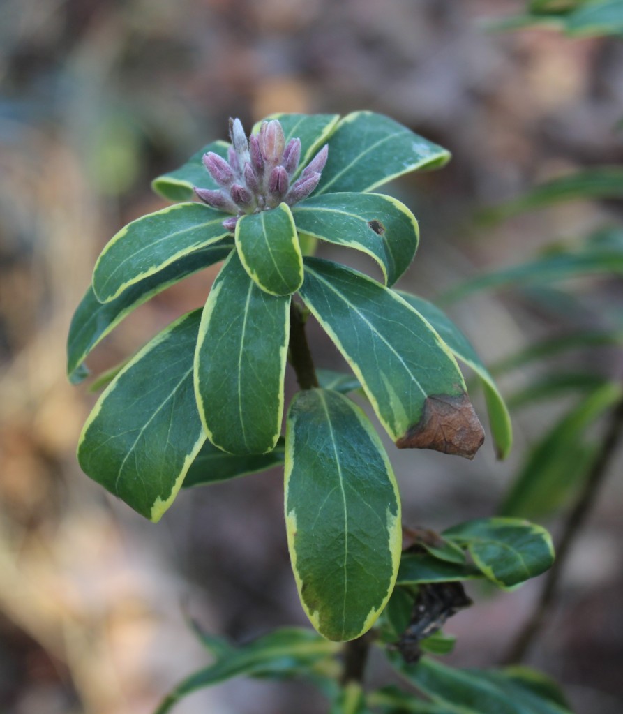 In early January, Summer Ice daphne is ready to flower in a period of mild temperatures. Usually, buds remain until early spring, but occasionally there will be a stray winter bloom.