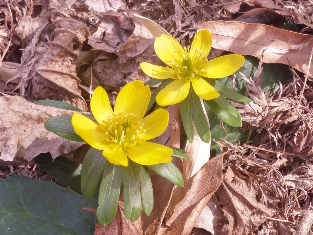 A few scattered Winter aconites flower in late February.